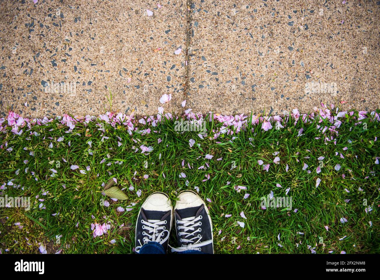 Die Beine und Füße einer jungen Frau stehen in der Nähe des Bürgerwegs im Gras mit rosa Kirschblütenblättern. Leerer Platz für positiven Text, Zitate oder Sprüche. Draufsicht Stockfoto