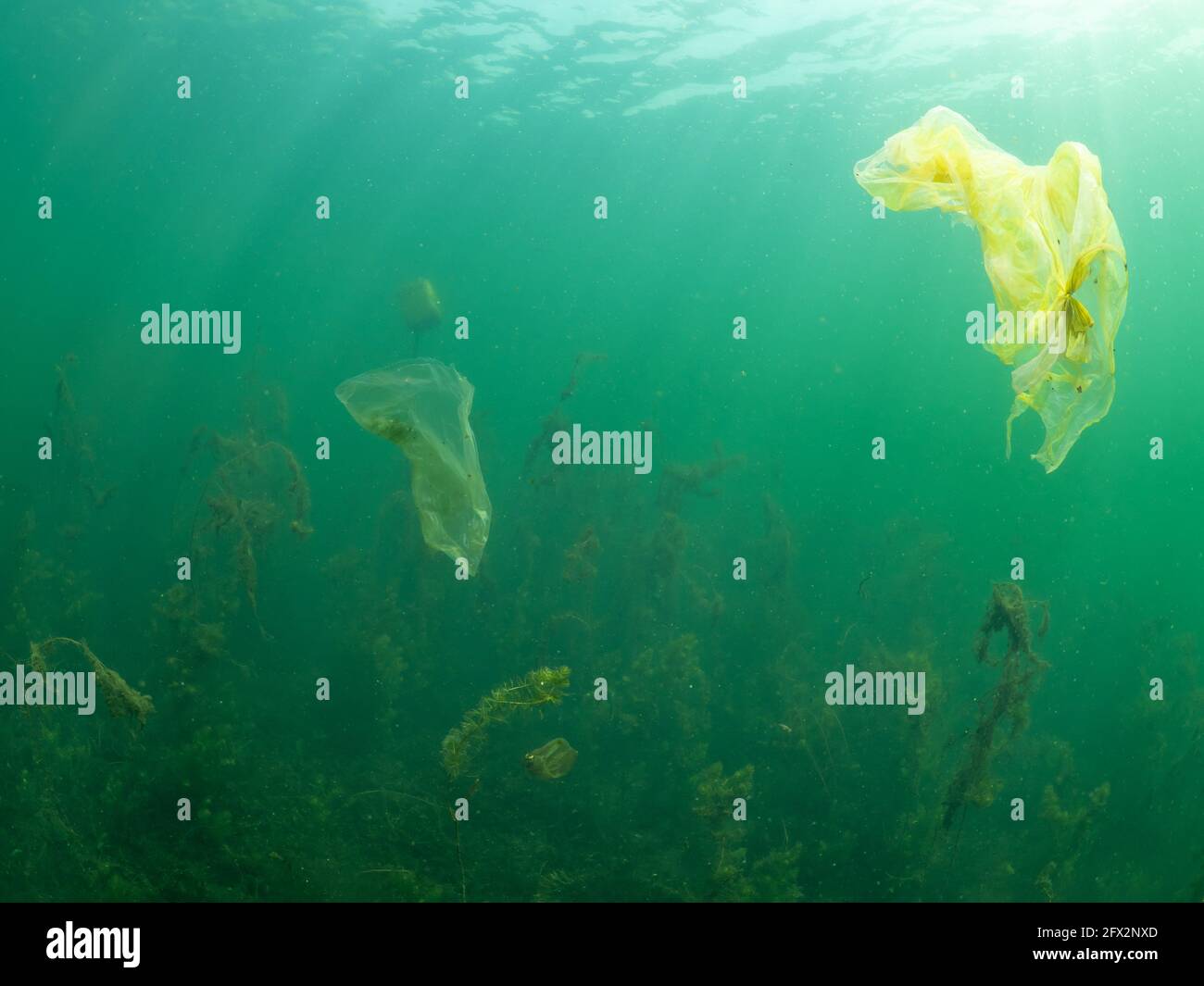 Plastiktüte unter Wasser im Uferbereich eines Süßwassersees, Nordrhein-Westfalen, Deutschland Stockfoto