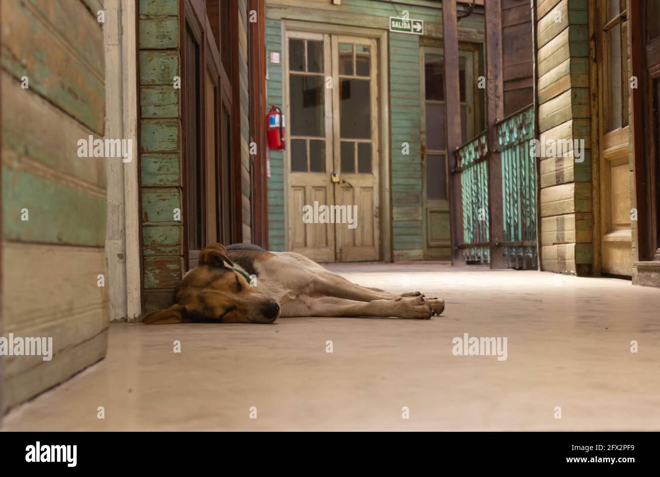 Hund auf dem Boden zu schlafen. Stockfoto