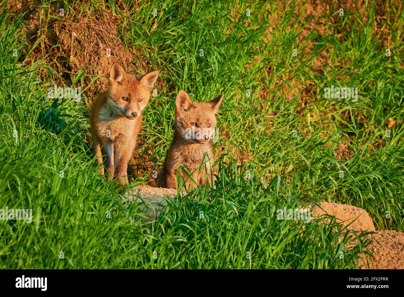 Rotfuchs (Vulpes vulpes), zwei Fuchs-Welpen vor ihrer Höhle, Heinsberg, Nordrhein-Westfalen, Deutschland Stockfoto