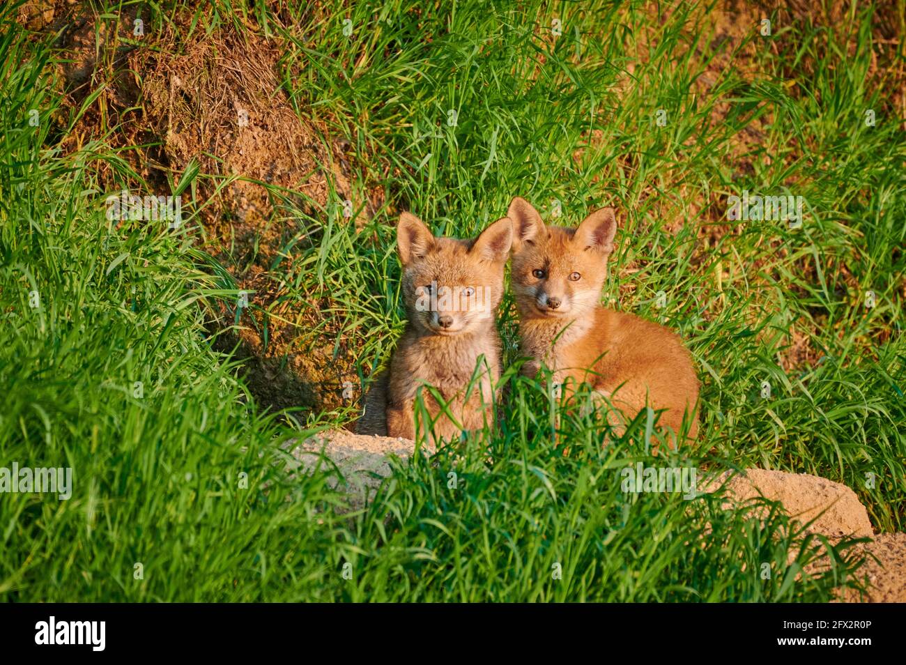 Rotfuchs (Vulpes vulpes), zwei Fuchs-Welpen vor ihrer Höhle, Heinsberg, Nordrhein-Westfalen, Deutschland Stockfoto