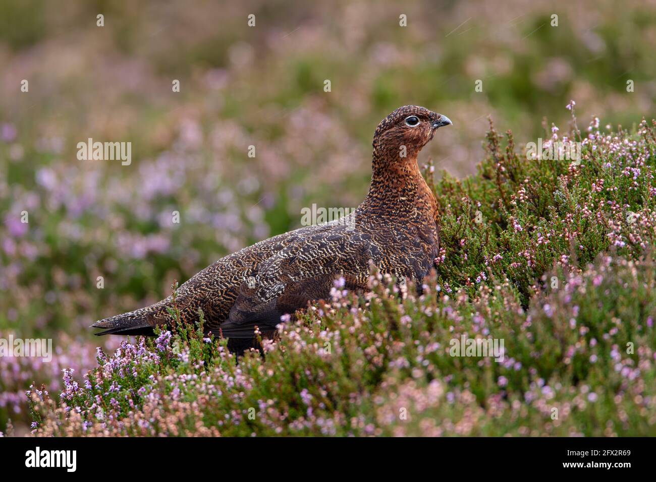 Nahaufnahme eines weiblichen Rothuhns Lagopus lagopus in blühender Heidekraut auf Cartworth Moor, Kirklees, Yorkshire, England Stockfoto