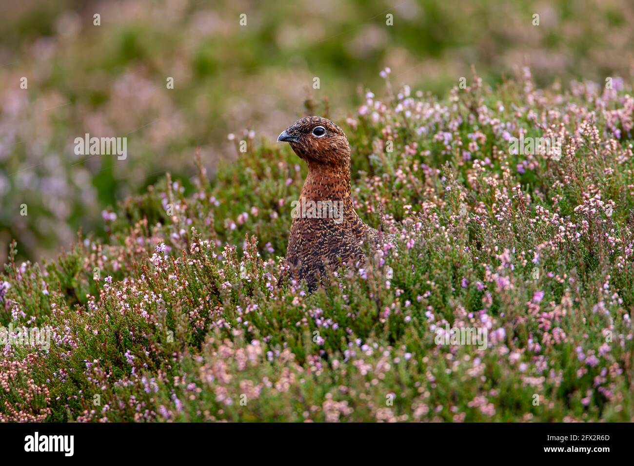 Nahaufnahme eines weiblichen Red Grouse Lagopus lagopus in blühender Heidekraut auf Cartworth Moor, Kirklees, Yorkshire, England Stockfoto