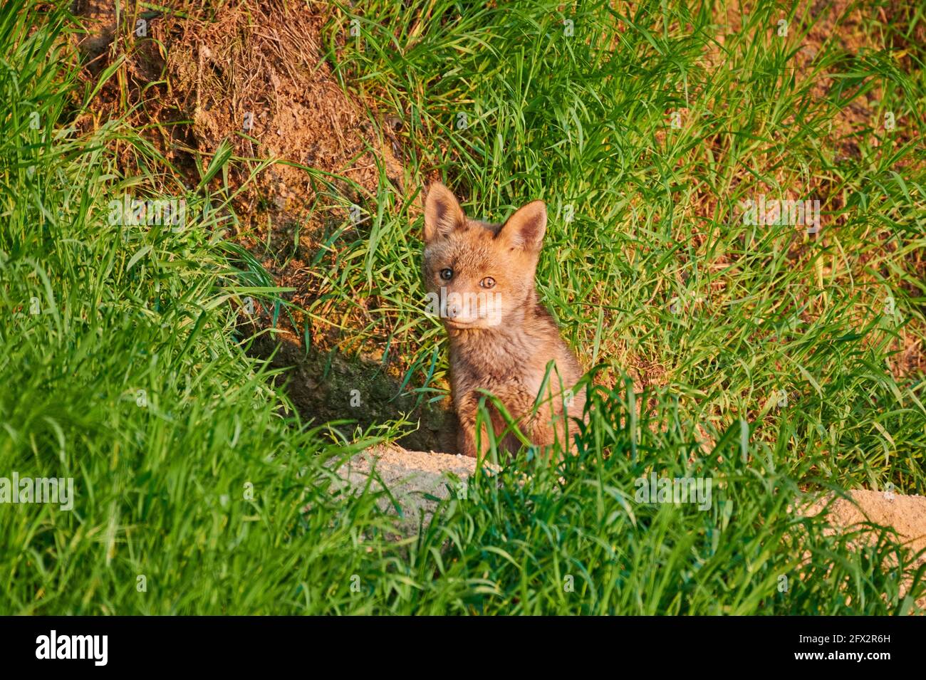 Rotfuchs (Vulpes vulpes), Fuchswelpe vor der Höhle, Heinsberg, Nordrhein-Westfalen, Deutschland Stockfoto