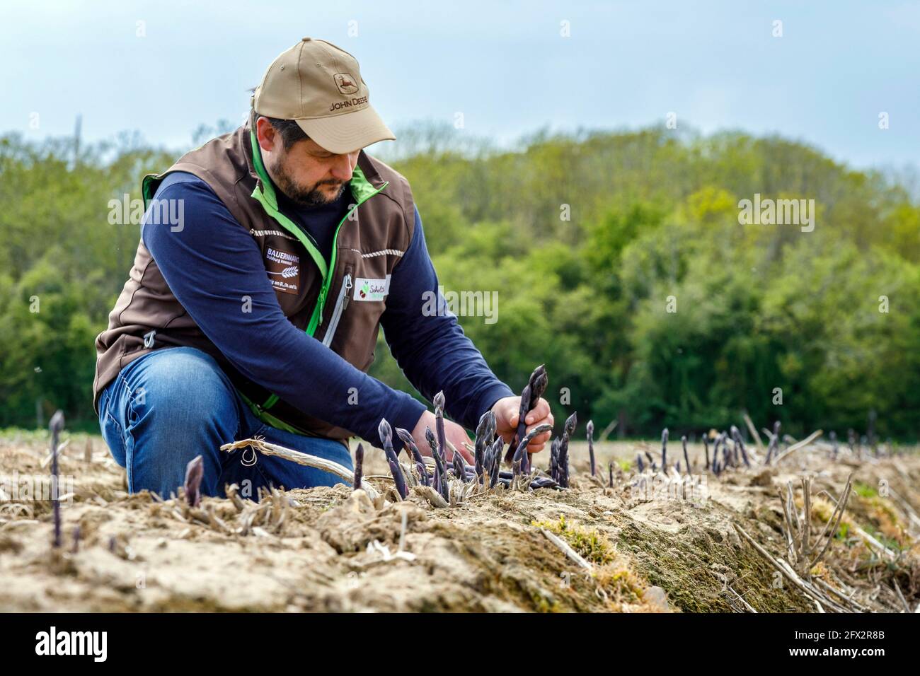 Bauer Scholtheis vom Niederrhein während der Ernte von Violettem oder lila Spargel. The selte Sorte stammt from Italy and has a hohen to Stockfoto