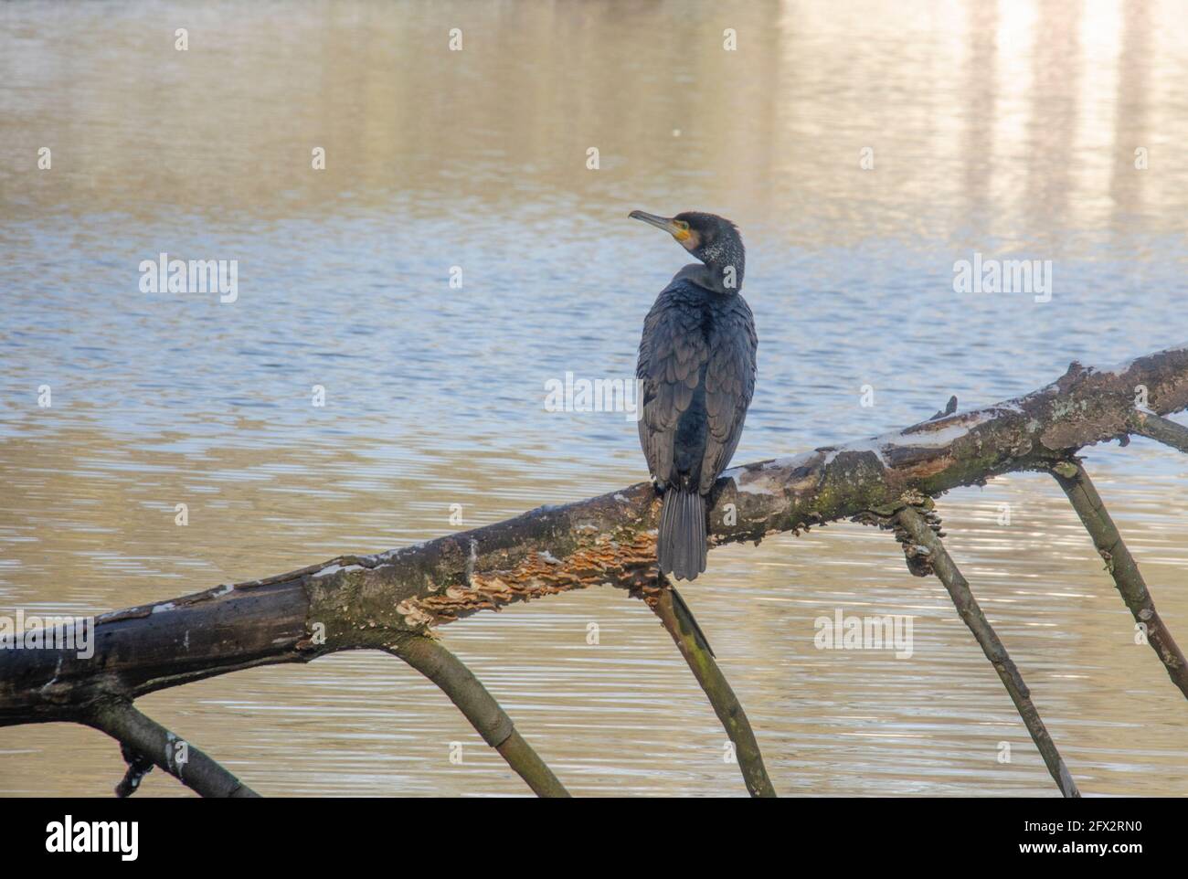 vogel auf Ast im See Stockfoto vogel auf Ast im See Stockfoto