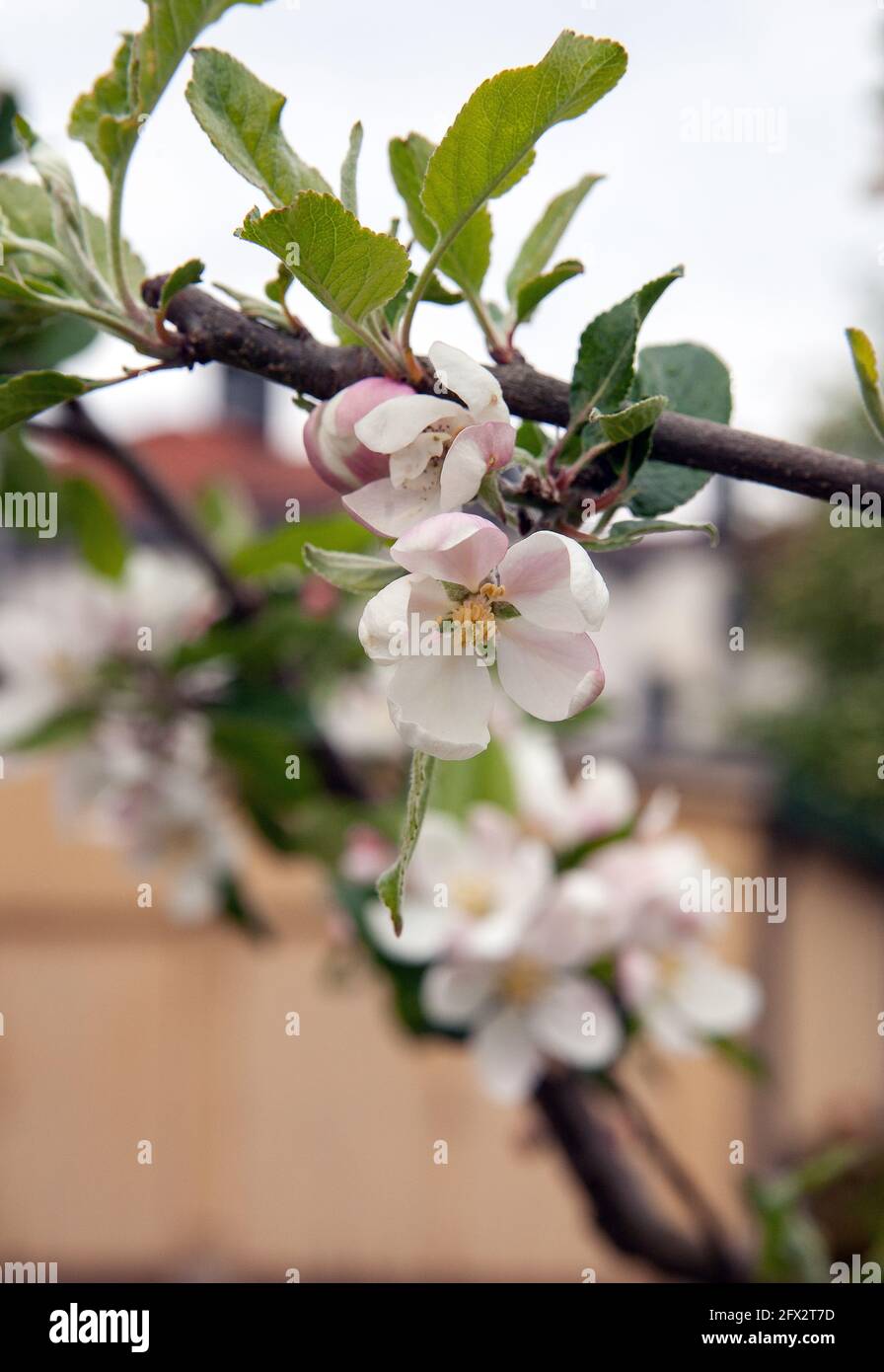 Nahaufnahme der Blüte am Apfelbaum in Blüte Stockfoto