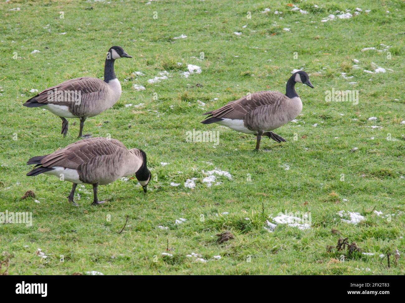 Canada Gänse auf einer Wiese Stockfoto