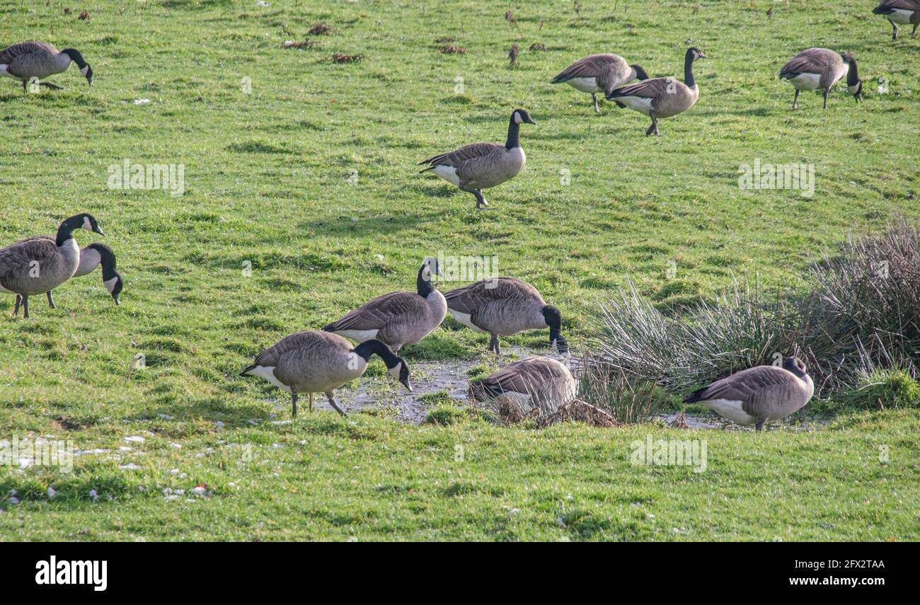 Canada Gänse auf einer Wiese Stockfoto