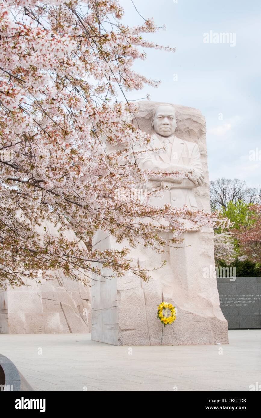 Die Skulptur von Martin Luther King, Jr. Am MLK Memorial in Washington, D.C., inmitten der blühenden Kirschblüten im Tidal Basin. Stockfoto