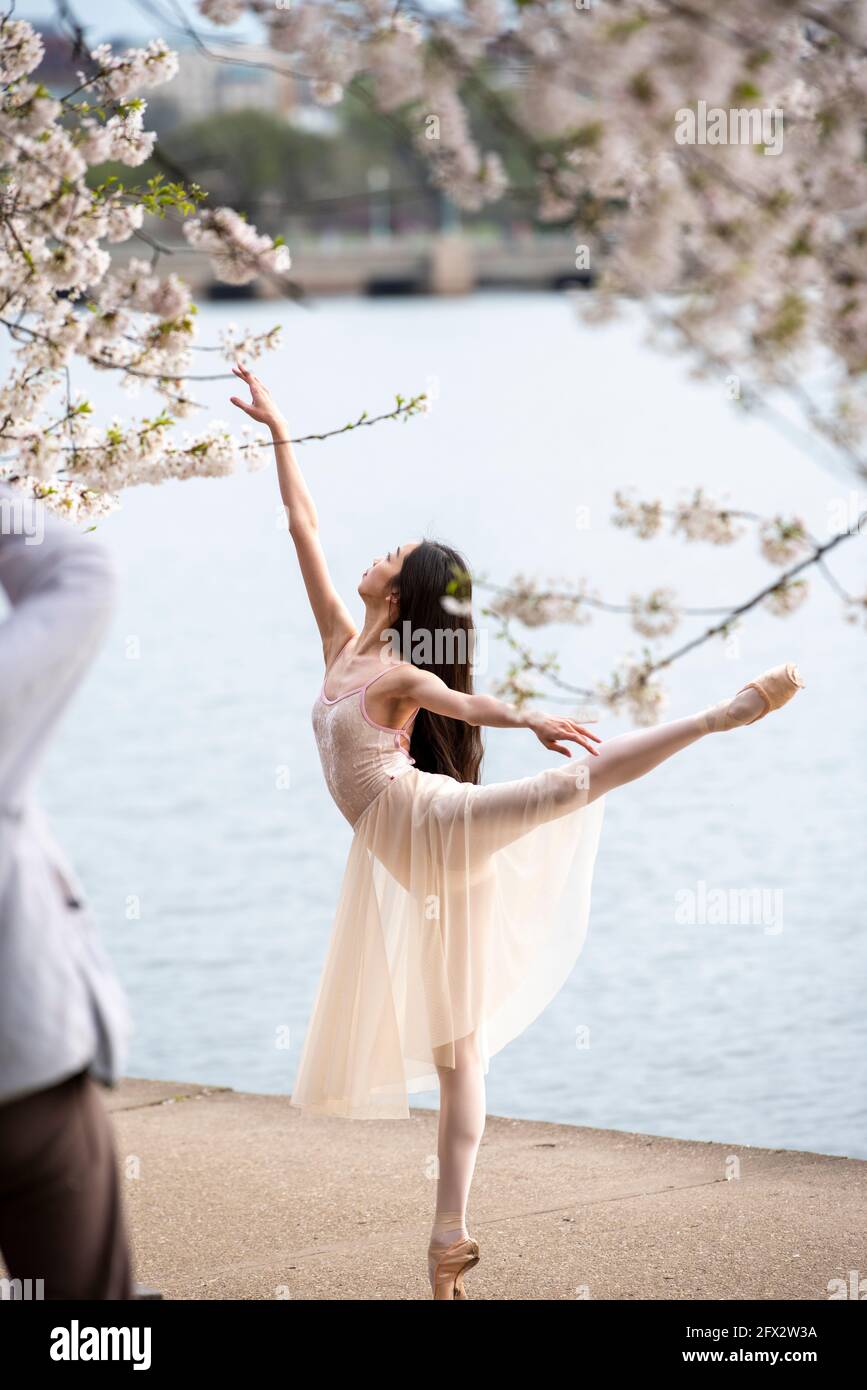 Eine junge asiatisch-amerikanische Ballerina in ihrem Tanzkostüm posiert für Fotos mit den blühenden Kirschblüten im Tidal Basin in Washington, D.C. Stockfoto
