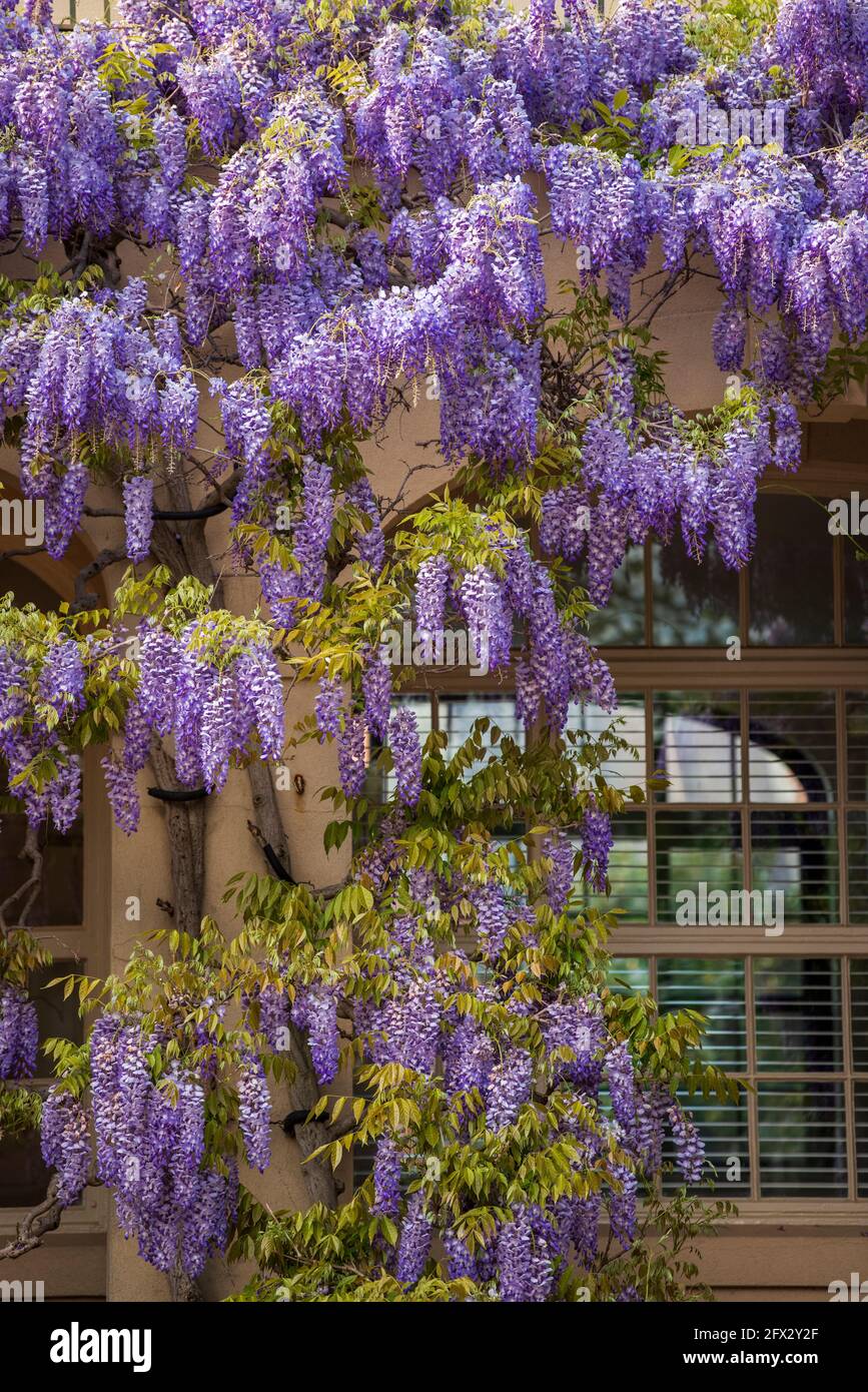 Wisterienblüten bedecken die Bibliothek in Dumbarton Oaks im Nordwesten von Washington, D.C. Stockfoto