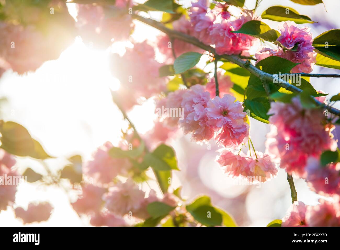 Die Sonne scheint durch einen blühenden Kirschbaum. Stockfoto