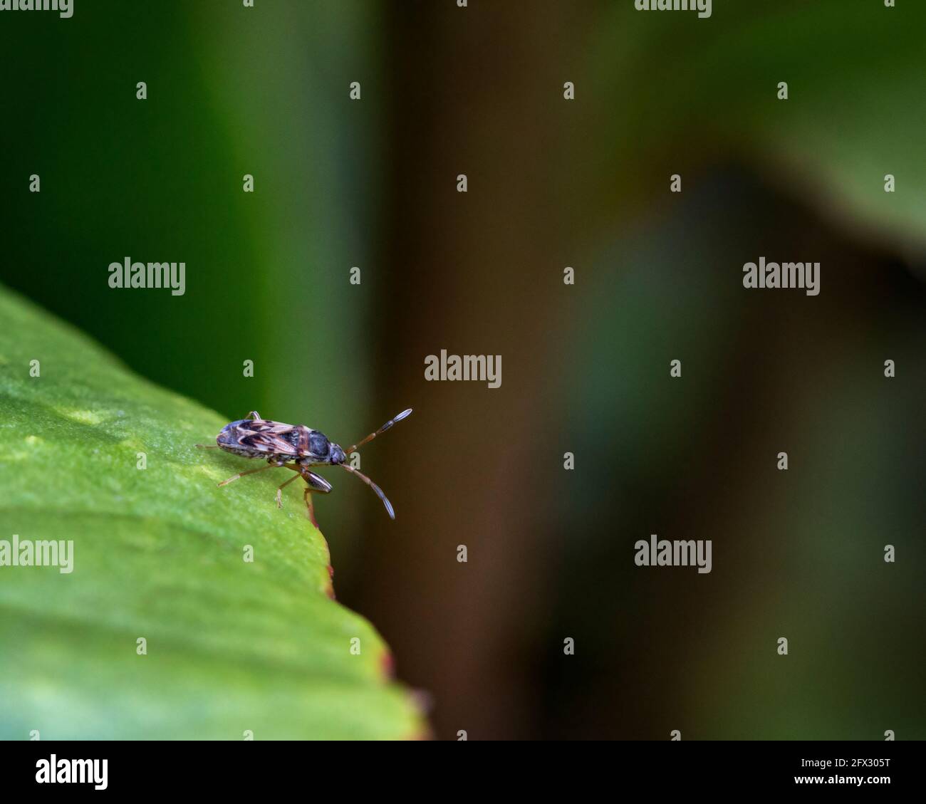 Ein Samenkäfer (Scolopostethus) auf einem Blatt in einem britischen Garten. Stockfoto