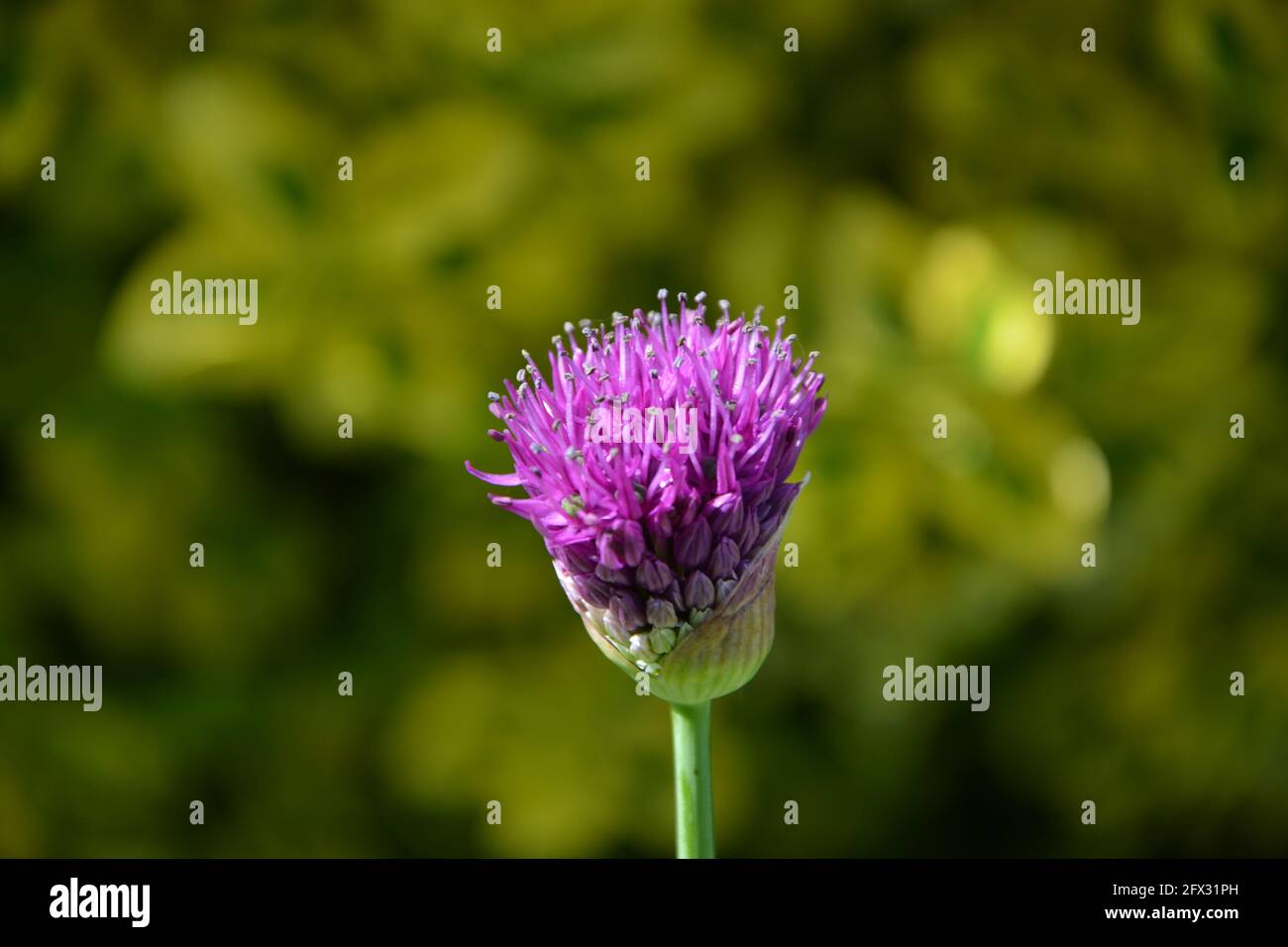 Allium Gladiator, Magic Broomstick, Cambridge, Großbritannien, rein schöner und friedlicher Blumenraum Stockfoto