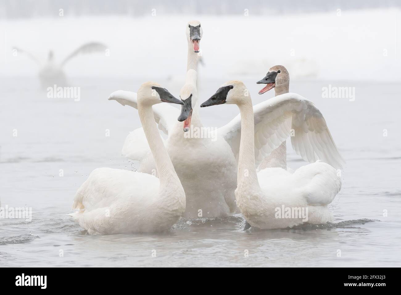 Trompeter-Schwäne (Cygnus buccinator) zanken, Spätwinter, St Croix River, WI, USA, Von Dominique Braud/Dembinsky Photo Assoc Stockfoto