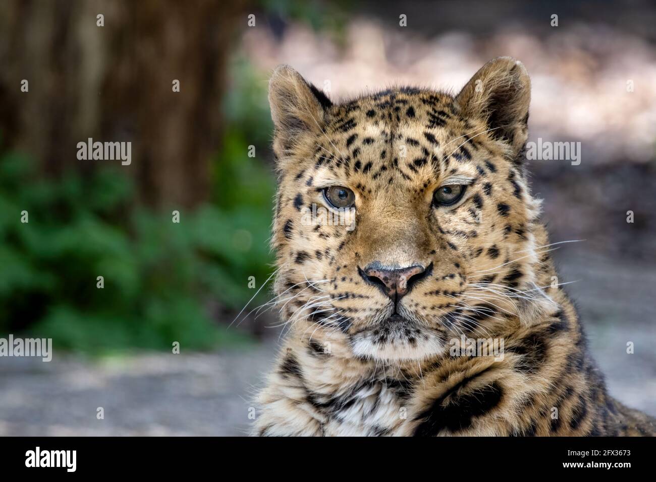 Erwachsener Amur-Leopard, Panthera pardus orientalis, Nahaufnahme Porträt. Eine der seltensten Wildkatzen der Welt und vom Aussterben bedroht, mit nur Aroun Stockfoto