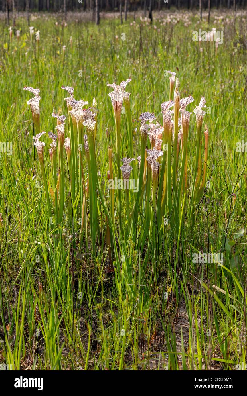 Crimson oder White-ouped Pitcher Plant (Sarracenia leucophylla), Florida, Alabama, USA, von James D Coppinger/Dembinsky Photo Stockfoto