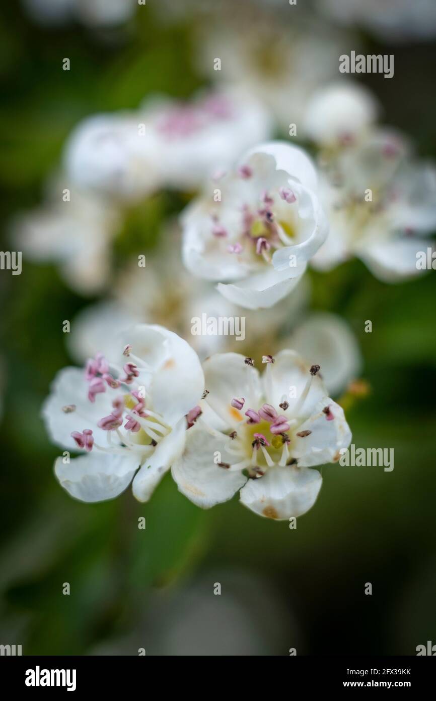 Nahaufnahme von Hawthorne-Blumen in der Wildnis, Worcestershire, England. Stockfoto