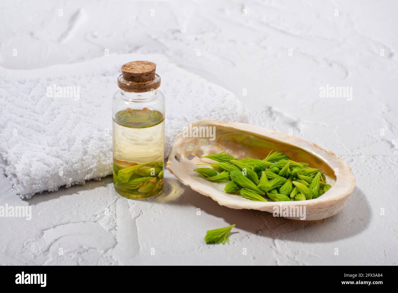 Fichtenspitzen Massageöl. Alternative, pflanzliche, natürliche Medizin, Spa-Konzept. Stockfoto