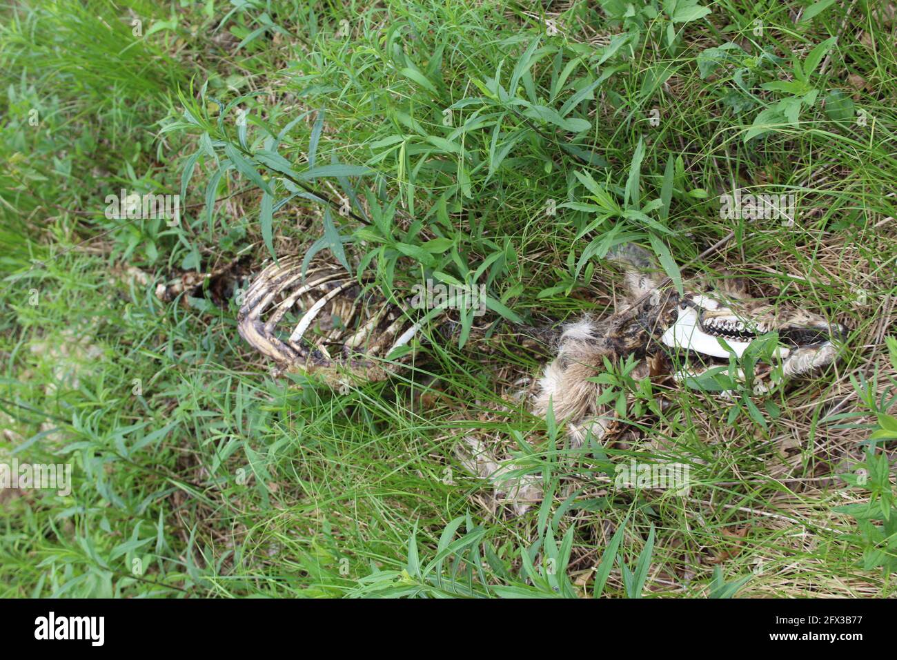 Hirschknochen mit Schädel und Haaren im Somme Preirie Nature Preserve in Northbrook, Illinois Stockfoto