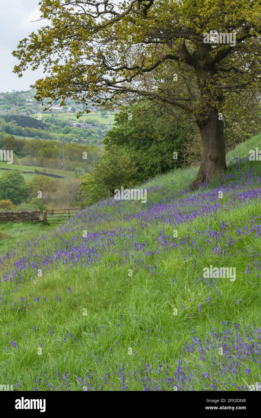 Ein Fleck englischer Bluebells unter einem Baum in Baildon, Yorkshire, England. Stockfoto