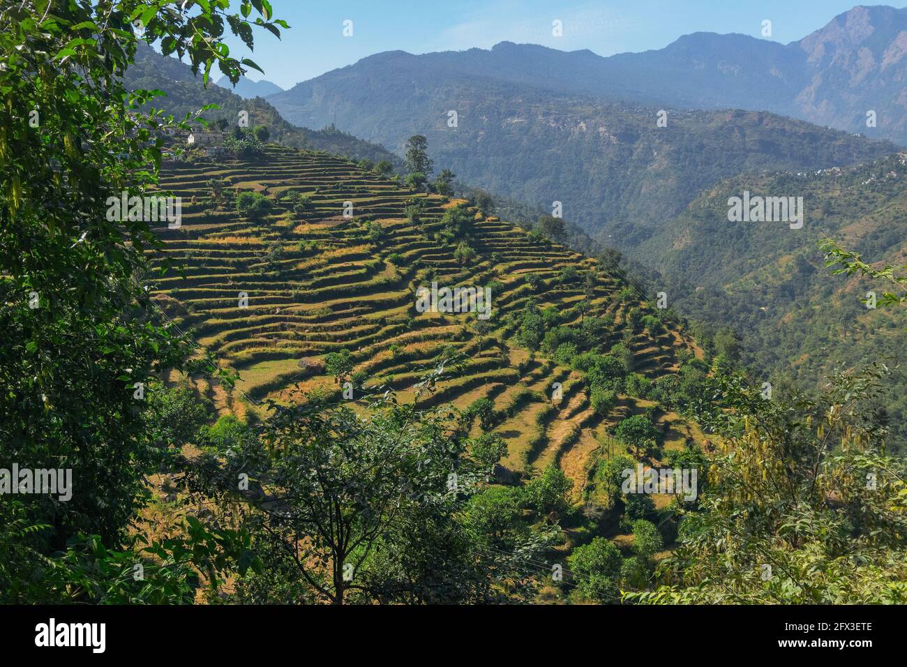 Höhenlandwirtschaftsterrasse von Garhwal Himalaya, Uttaranchal, Indien Stockfoto