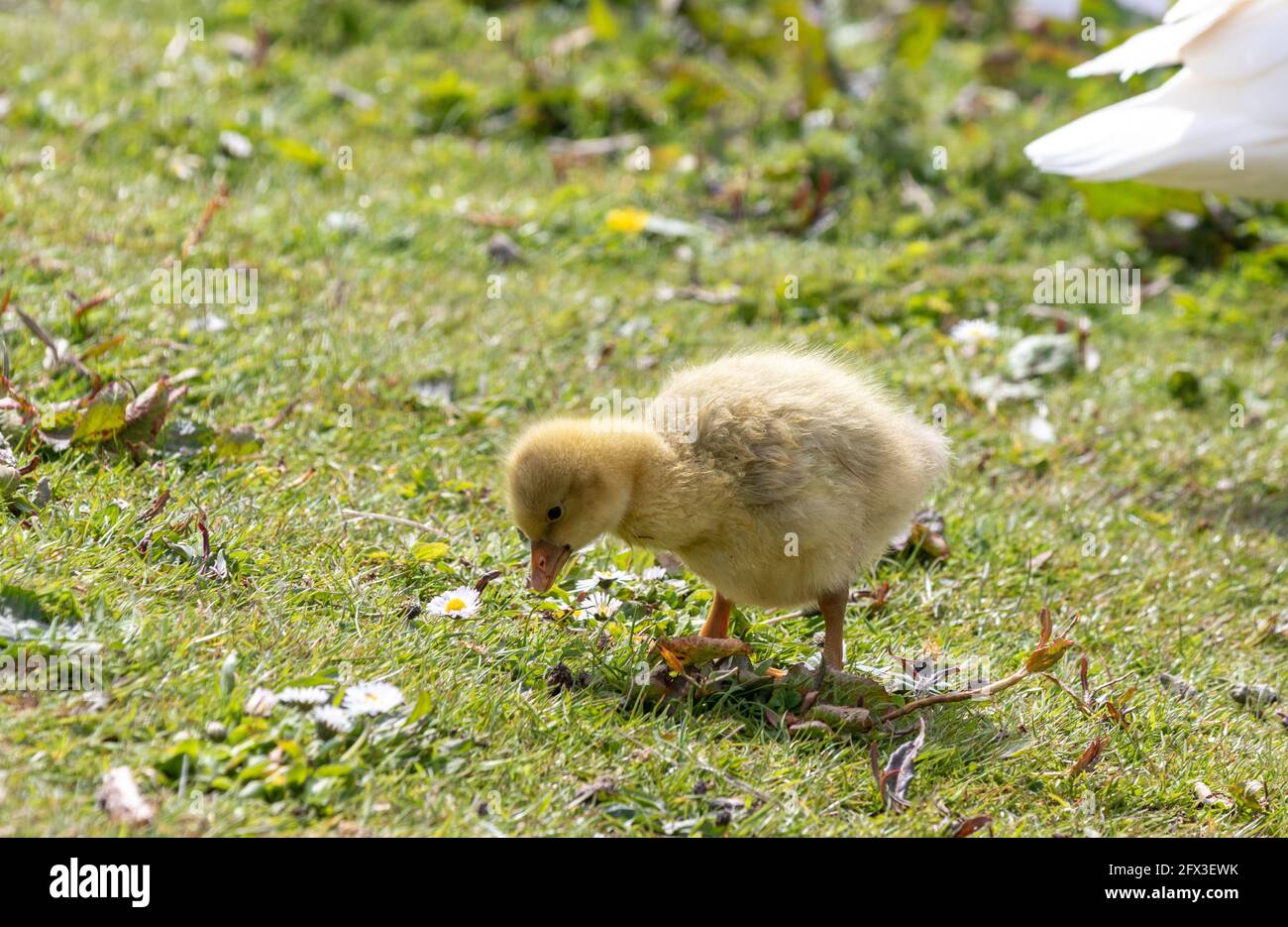 Zwei süße flauschige Gänseküken, die Gras fressen Stockfoto