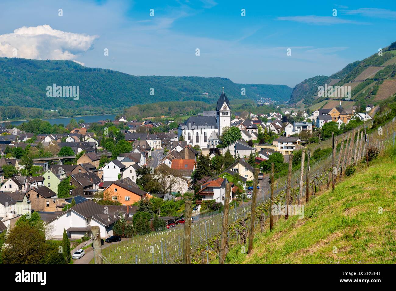 Rieslingwein, Steilhang-Vitivultur in den Weinbergen von Leutesdorf, Mittelrheintal, Rheinland-Pfalz, Deutschland Stockfoto