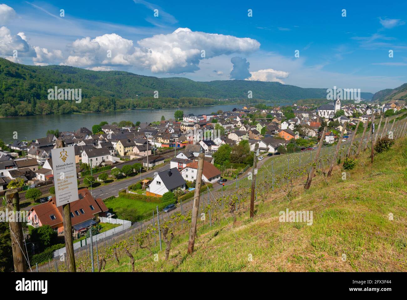 Rieslingwein, Steilhang-Vitivultur in den Weinbergen von Leutesdorf, Mittelrheintal, Rheinland-Pfalz, Deutschland Stockfoto