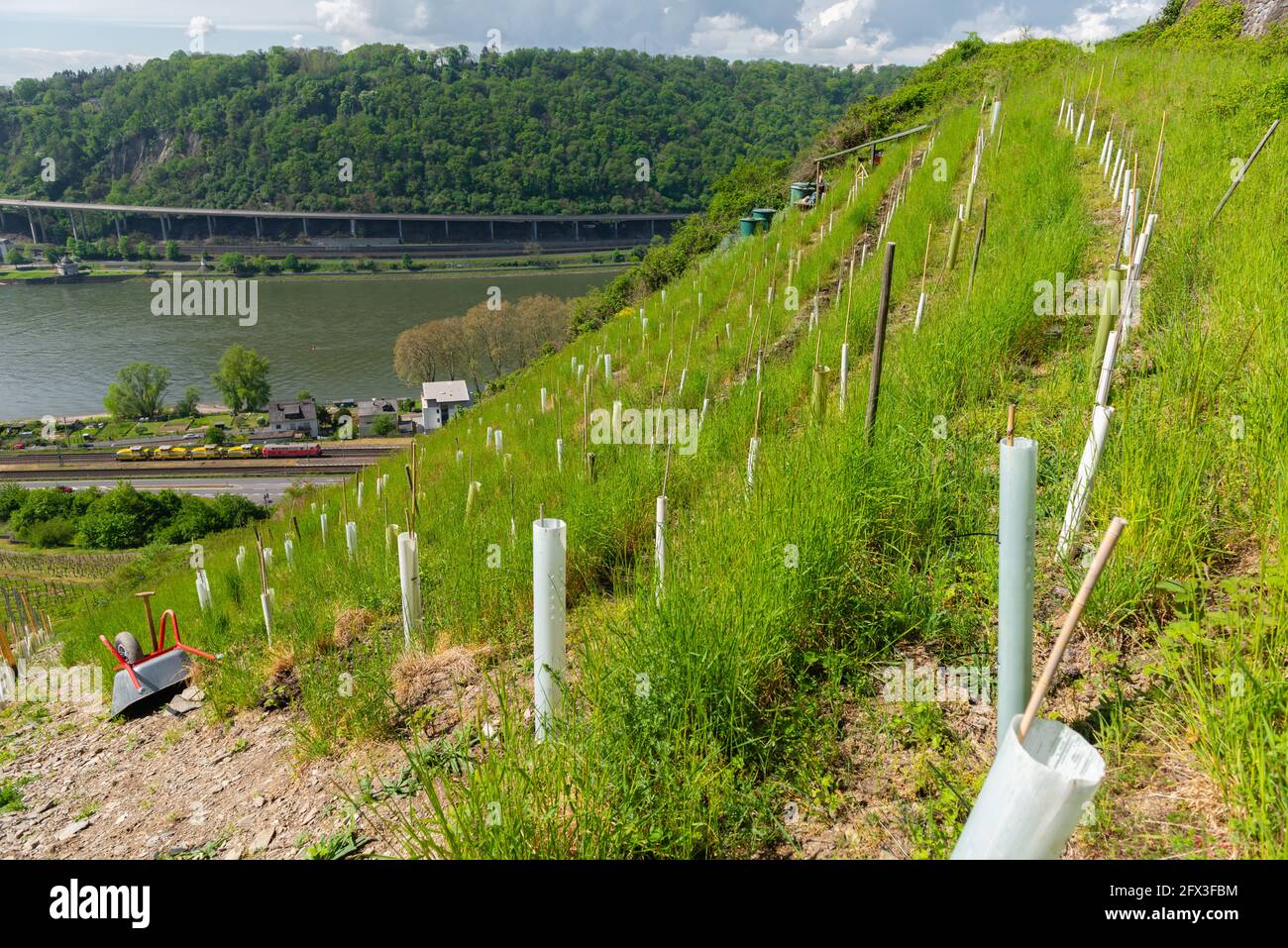 Rieslingwein, Steilhang-Vitivultur in den Weinbergen von Leutesdorf, Mittelrheintal, Rheinland-Pfalz, Deutschland Stockfoto