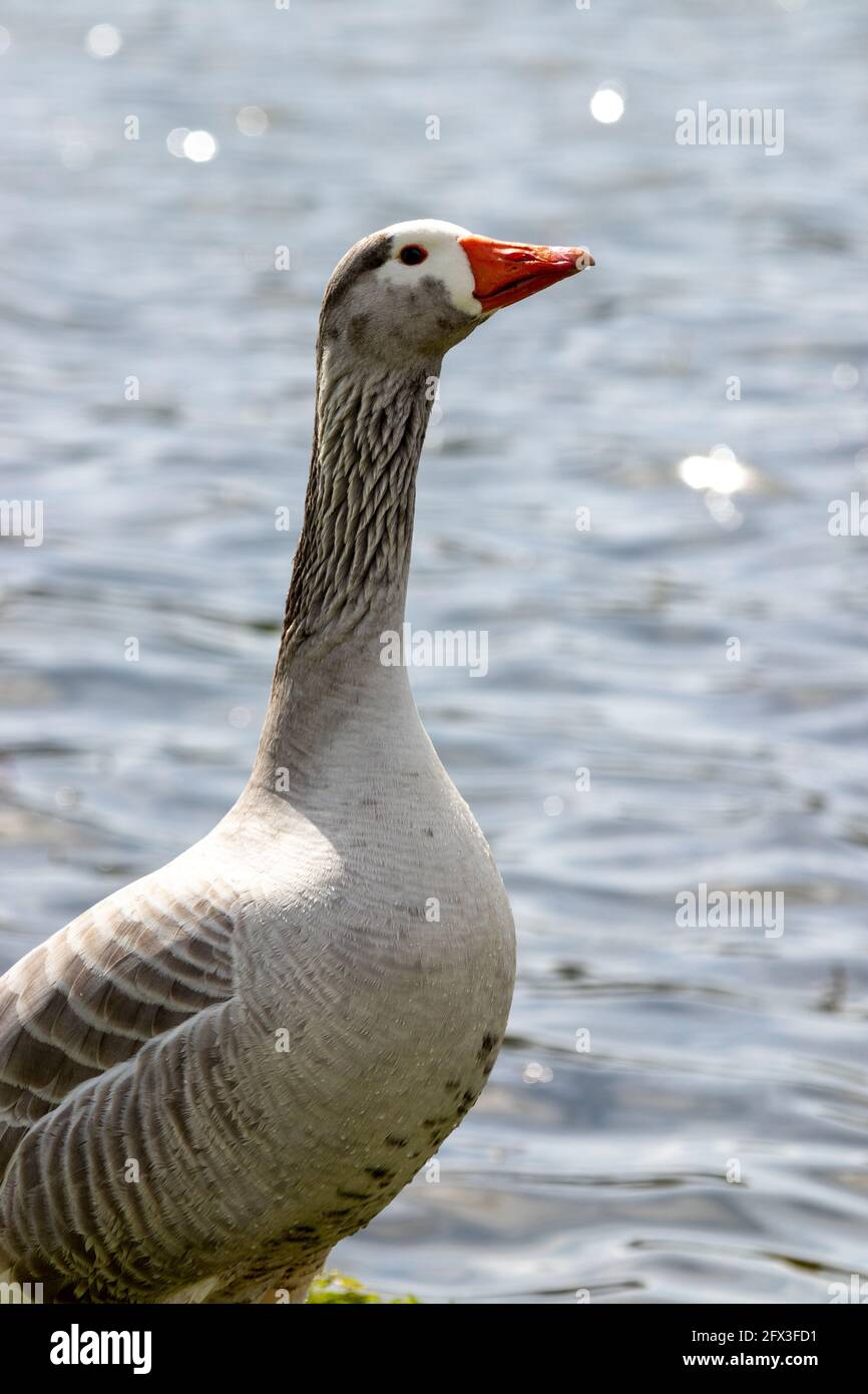 Inländische Gans Stockfoto