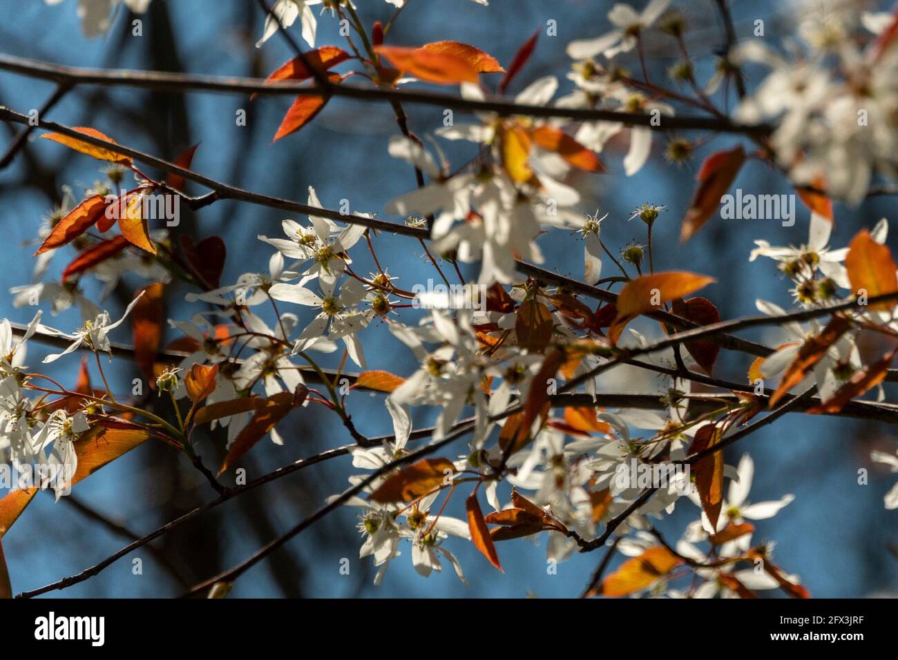 Blühender Buschzweig mit weißen Blüten und braunen Blättern Stockfoto