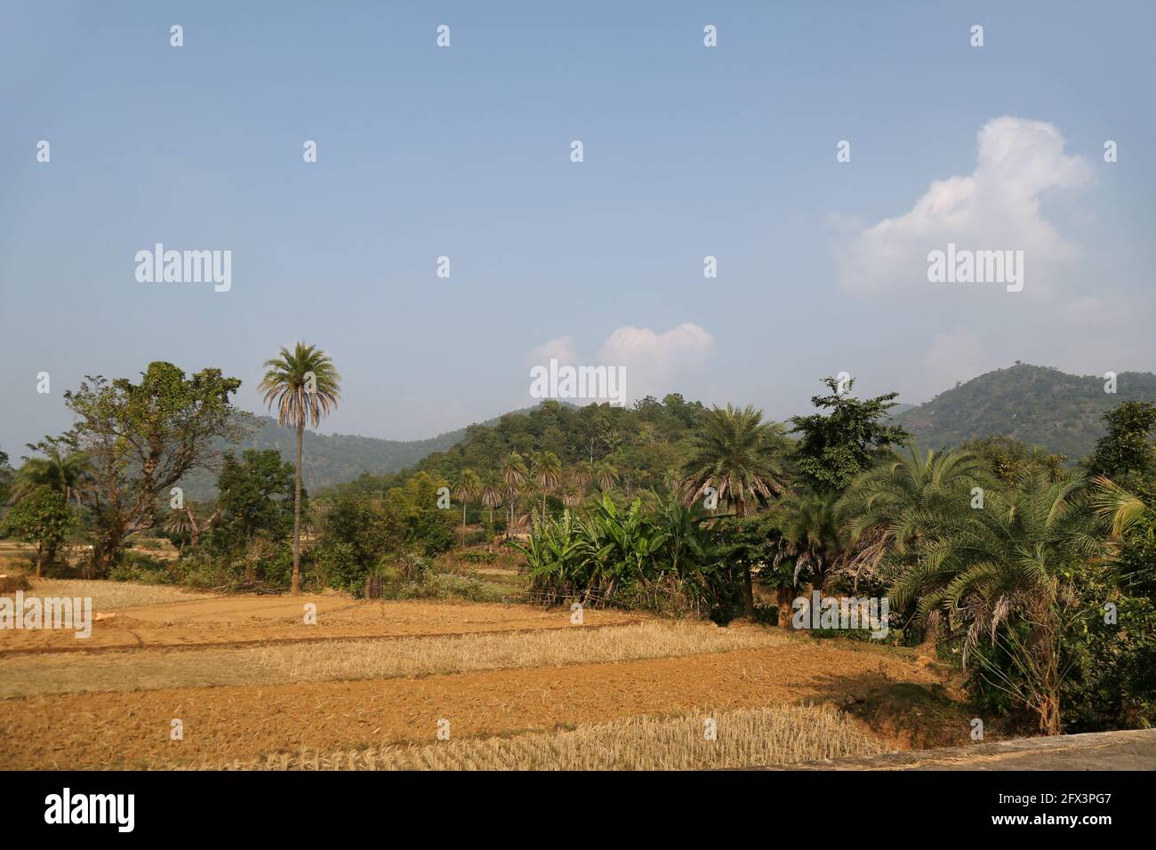 LANJIA SAORA TRIBE - Typische Ansicht der Paddy Fields des Lanjia Saora Stammes. Sie betreiben eine wechselnde Kultivierung. Gunpur Stammesdorf von Odisha, Indien Stockfoto