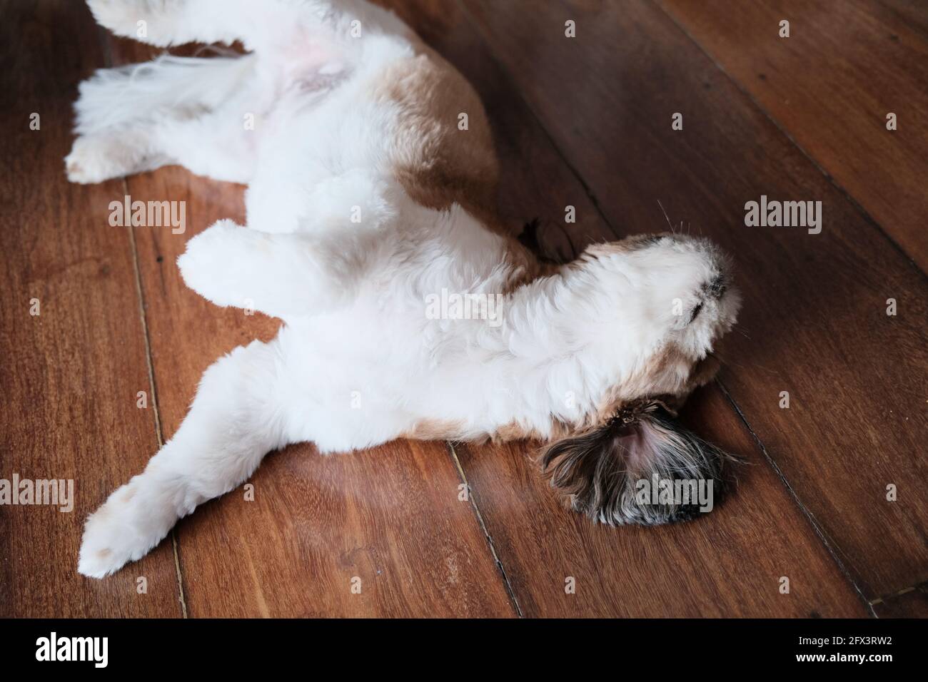 Niedlich und verspielt Shiz Tsu (Hund) Stockfoto