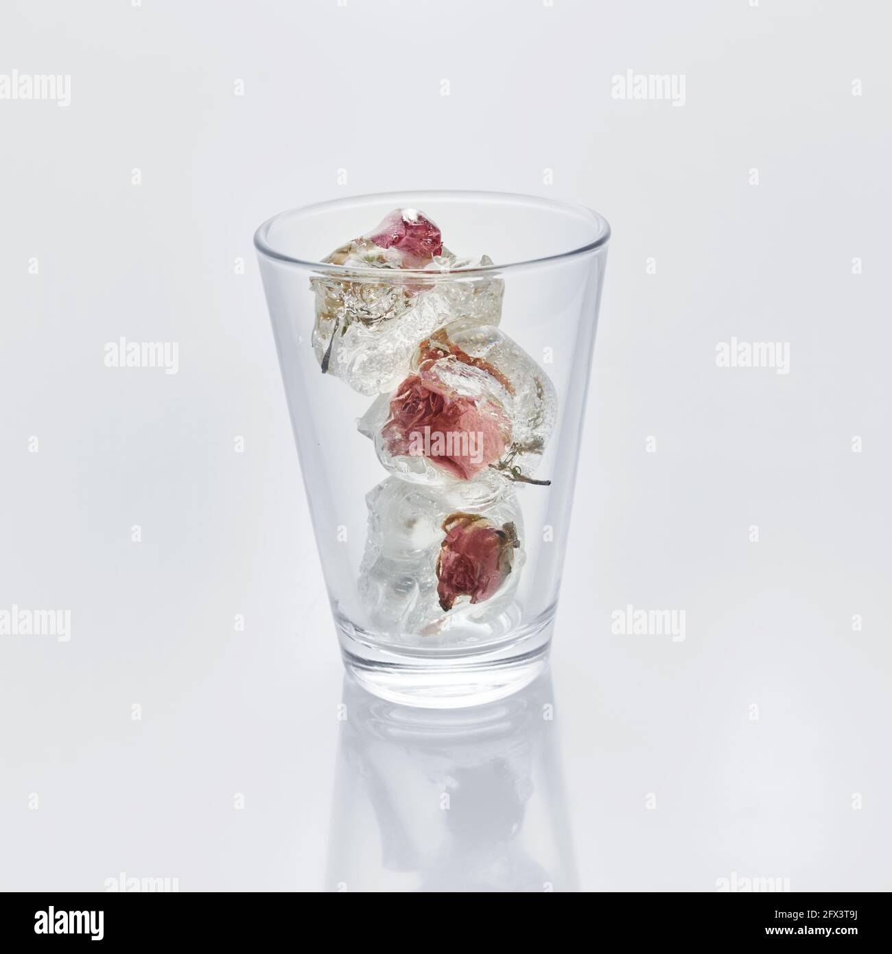 Glas Wasser mit gefrorenen Rosen in Eiswürfeln Weißer Hintergrund Stockfoto