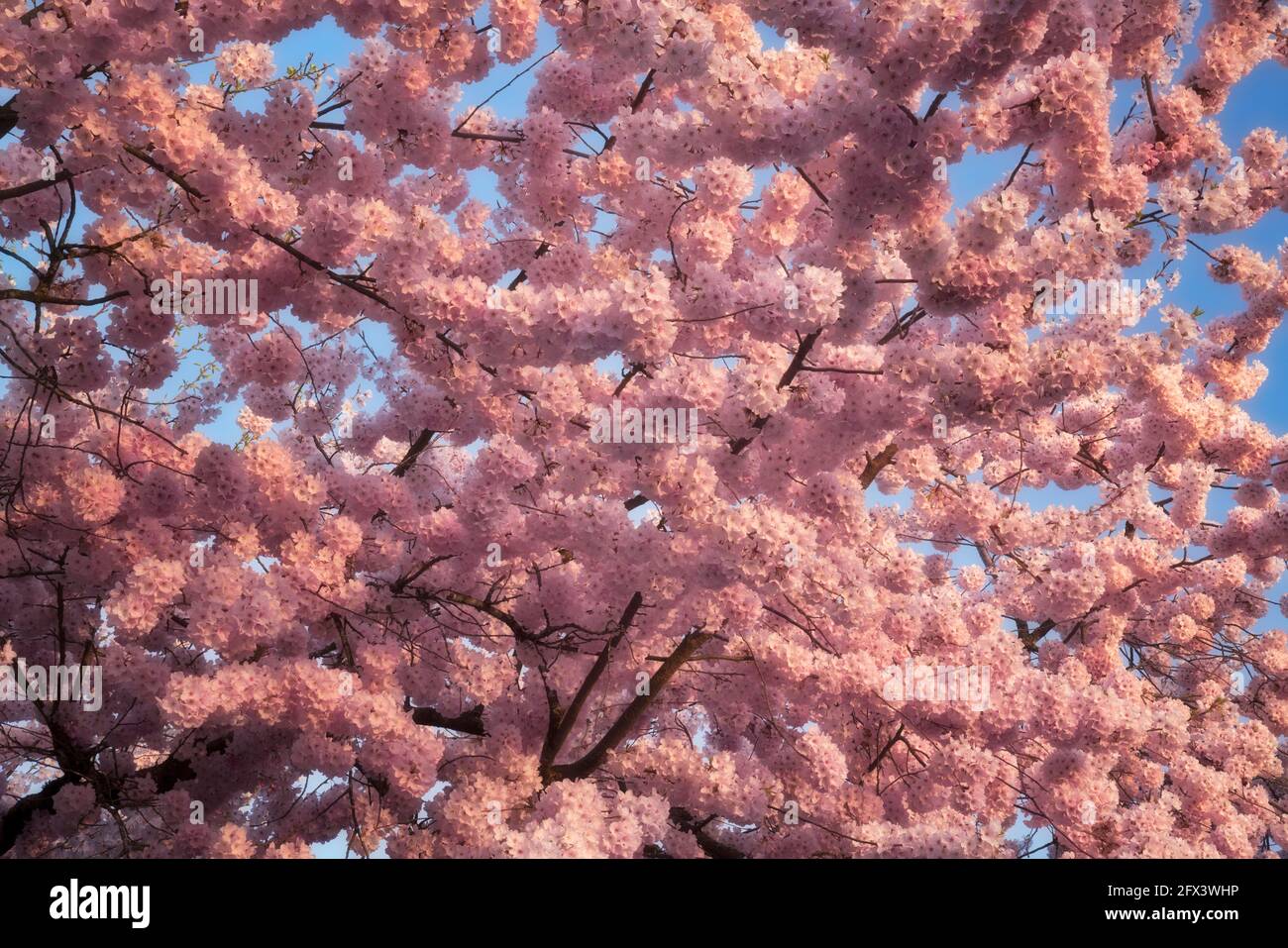 Diese frühlingshaft blühenden japanischen Kirschbäume, die in vielen Stadtvierteln im Multnomah County in Oregon zu finden sind, leuchten am Abend. Stockfoto