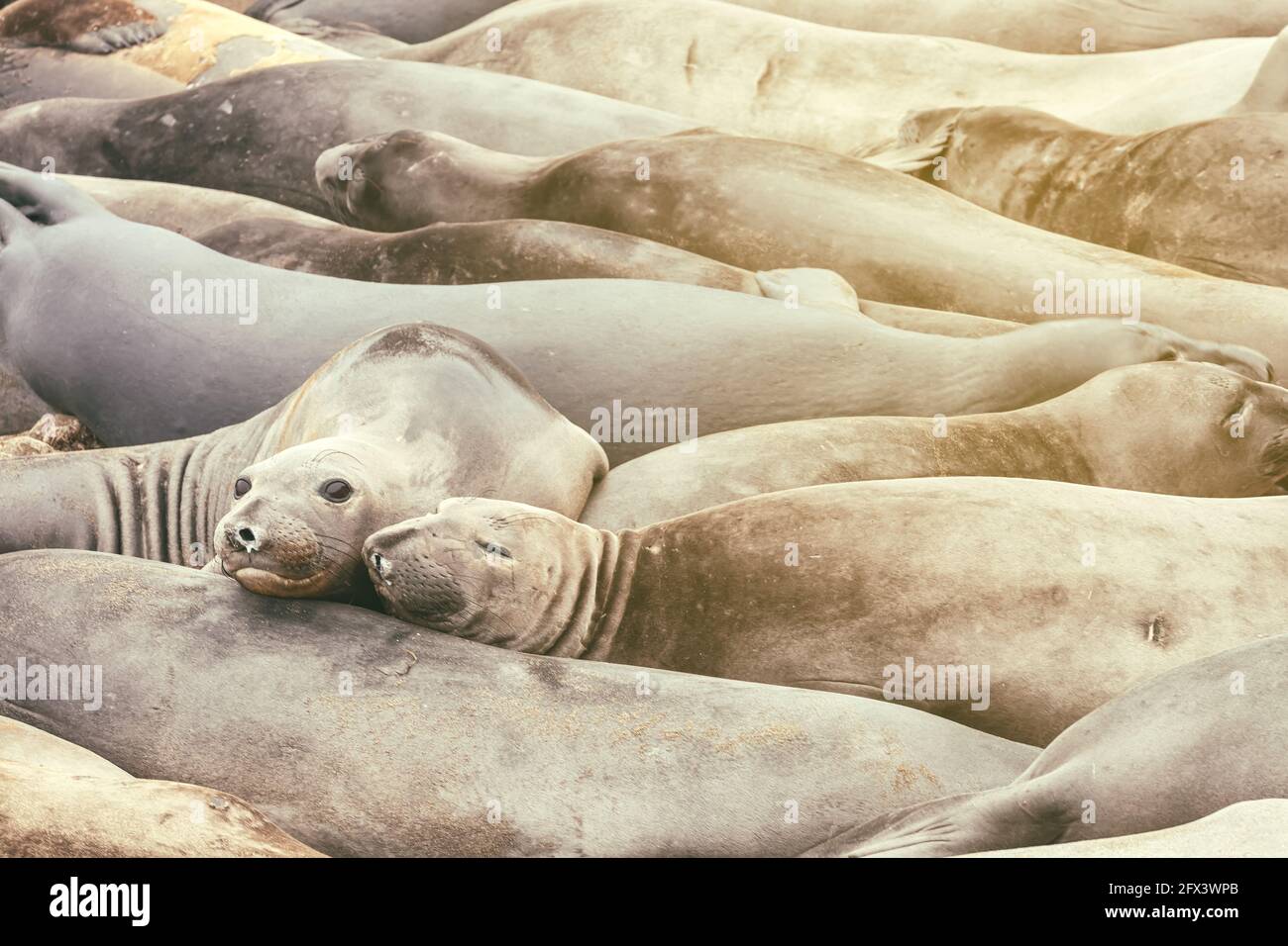 Schlafende Nordelefanten Robben Mirounga angustirostris, San Simeon , Kalifornien, USA. Stockfoto