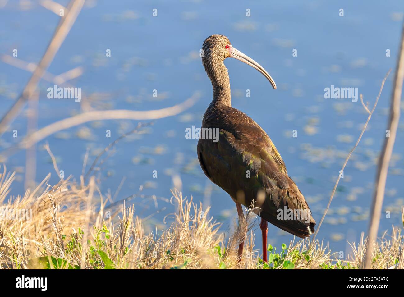 Ibis mit weißer Wange (Plegadis chihi), Sacramento National Wildlife Refuge, Kalifornien, USA. Stockfoto