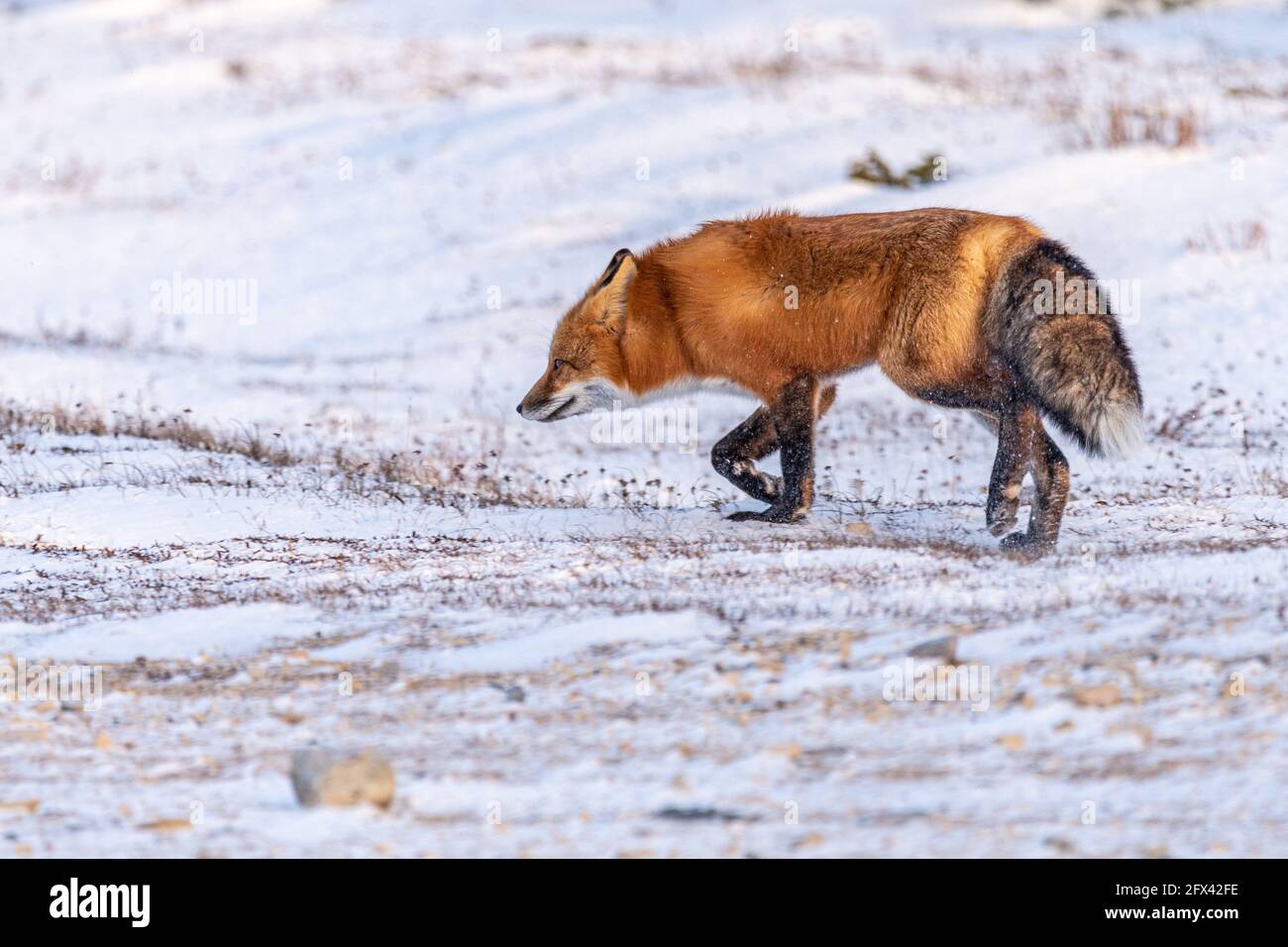 Ein einziger arktischer Rotfuchs, der in wilder Umgebung während des ersten Schneefalls im Herbst mit vollem Körper in Schuss gesehen wurde. Stockfoto