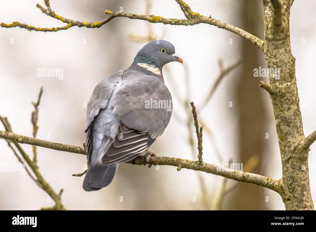 Holztaube (Columba palumbus) auf einem Ast mit verschwommenem Hintergrund. Holztauben scheinen eine Vorliebe für Bäume in der Nähe von Straßen und Rive haben Stockfoto