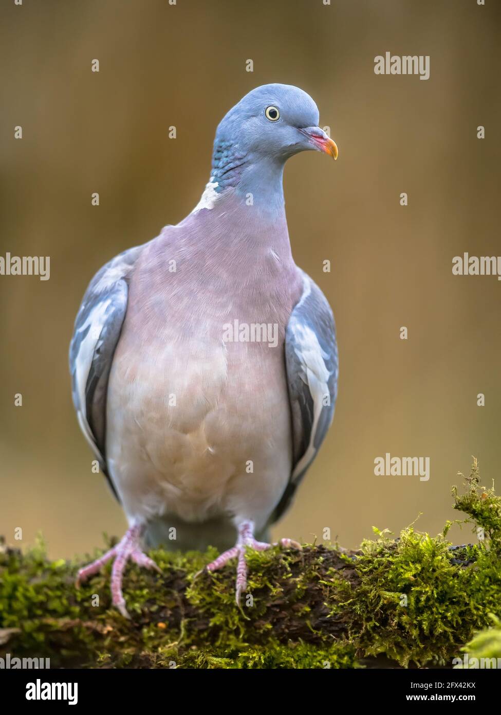 Holztaube (Columba palumbus) Auf einem moosigen Ast mit verschwommenem grünen Hintergrund Stockfoto