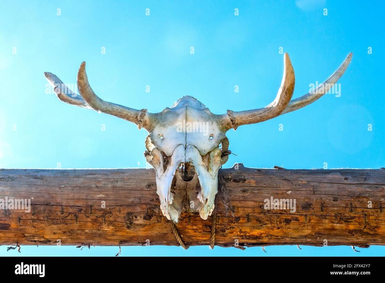 Geweih oder Horn auf Holzgrund. Jagdtrophäe. Stockfoto