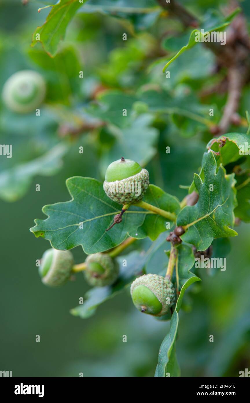 Nahaufnahme von Eicheln und Eichenblättern auf einer Eiche im Sommer, Herbst Stockfoto