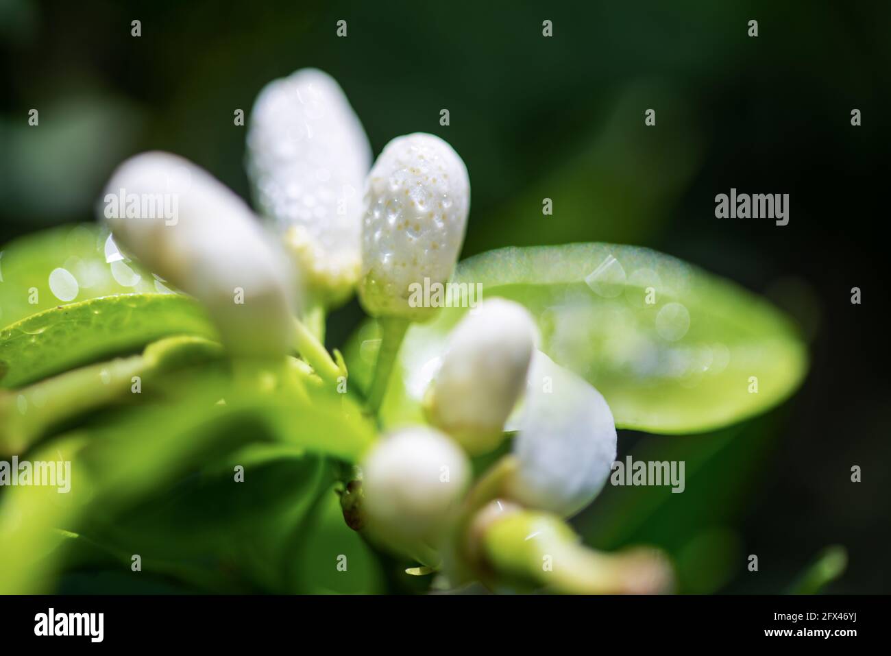 Blüte von Zitrusbaum .Landwirtschaft conept mit Orangenbäumen. Hochwertige Fotos Stockfoto