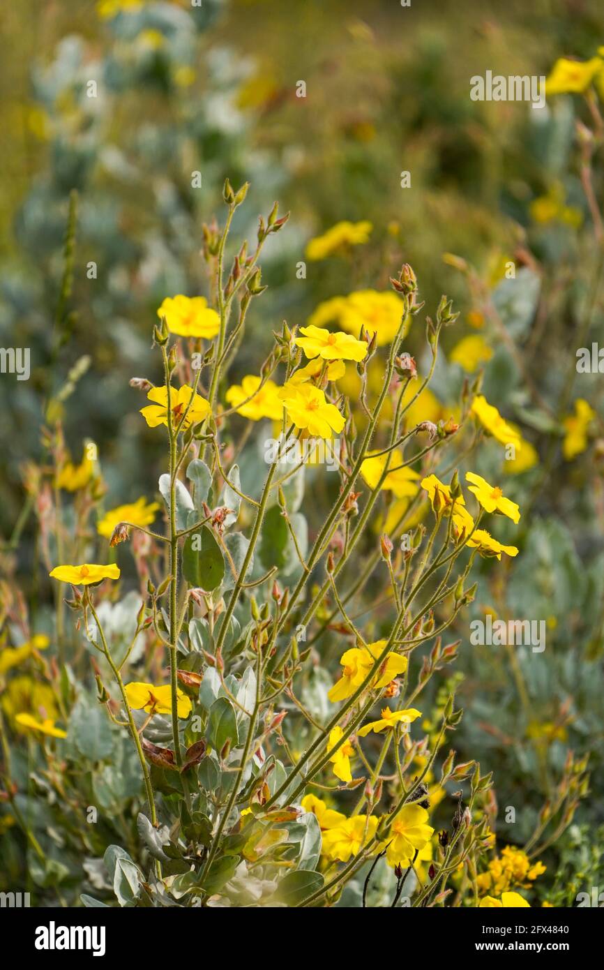 Gelbe Felsenrose, Halimium atriplicifolium, mediterrane Pflanze, blühend, Andalusien, Spanien. Stockfoto