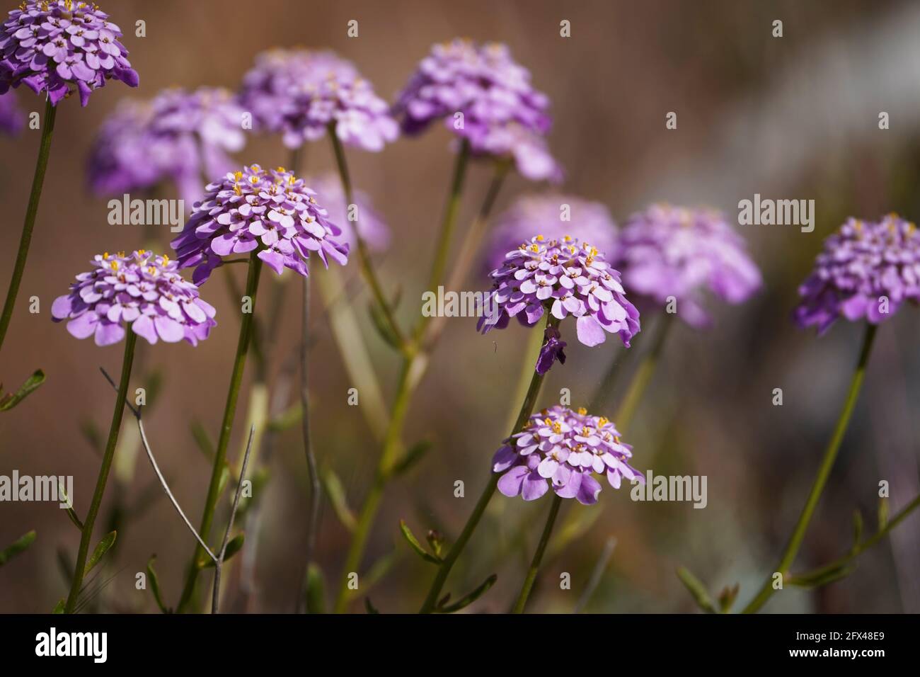 Iberis nazarita, Candytuft Pflanze Wildblume wächst in freier Wildbahn, Andalusien, Spanien. Stockfoto