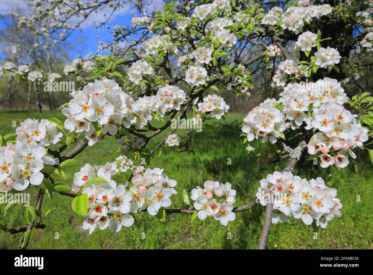 Blühender Zweig der wilden Birne an einem sonnigen Frühlingstag Stockfoto