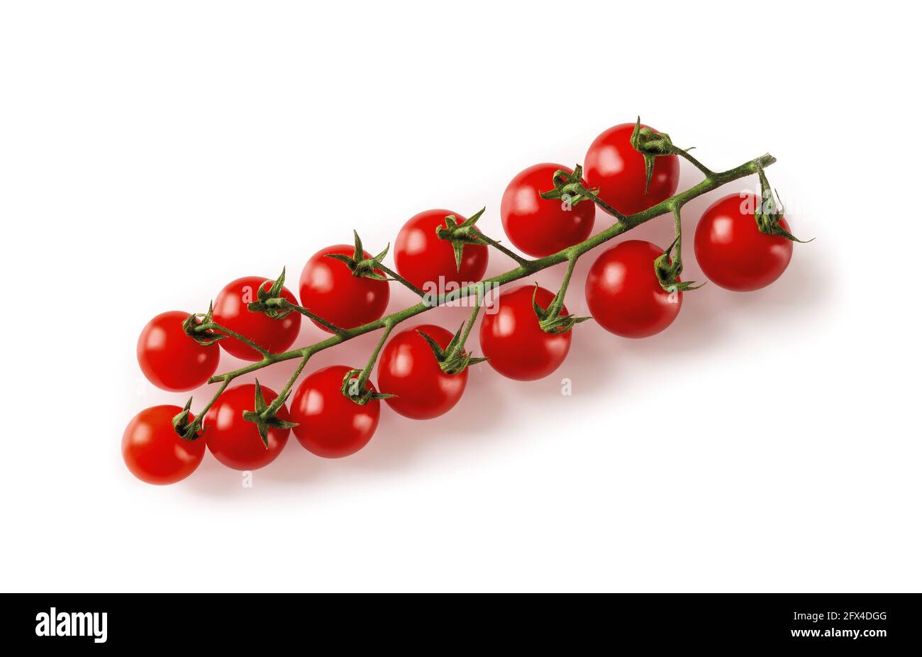 Reife rote Kirschtomaten auf der Rebe isoliert auf weißem Hintergrund. Saftige Bio-Kirschtomaten auf einem grünen Zweig aus nächster Nähe. Leckeres Gemüse, Gemüse. Stockfoto