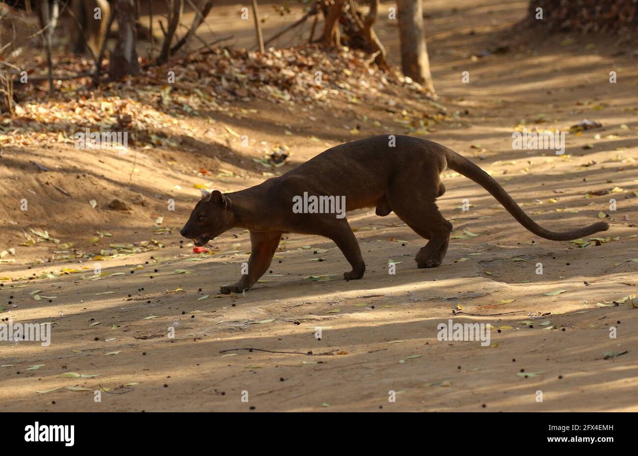 Wilder Fossa im Kirindy Forest, Westmadagassar - Vollkörperansicht Stockfoto